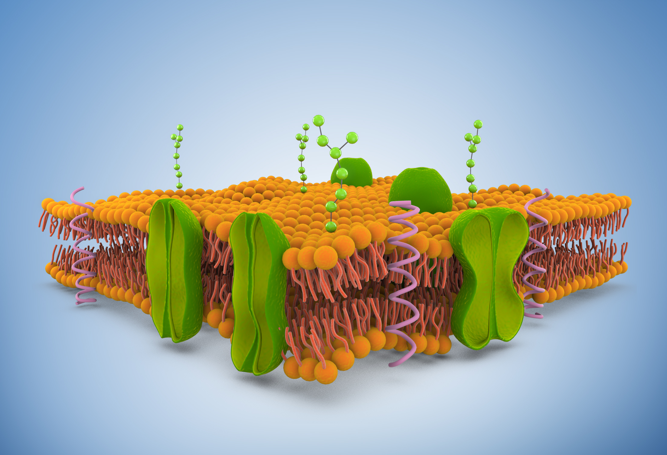 磷脂雙分子層.jpg 磷脂雙分子層.jpg